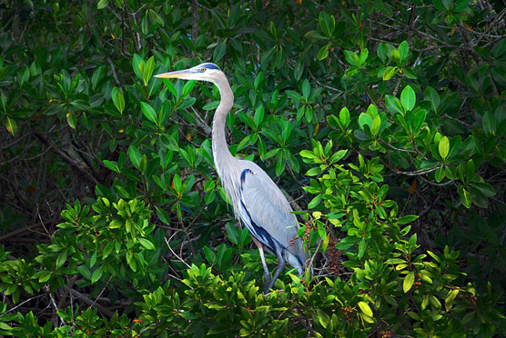 Blue Heron