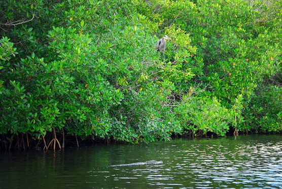 Gator and Heron