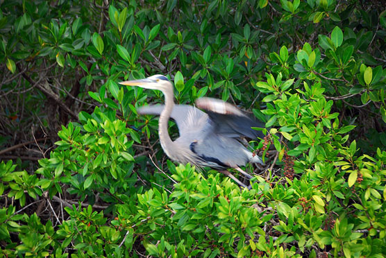 Heron Flying