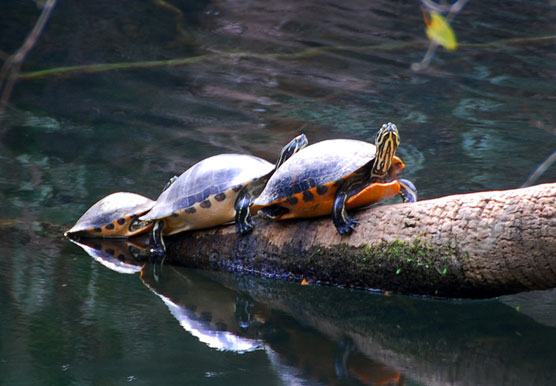 Turtle Train 2