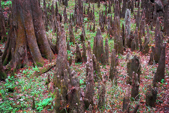 Cypress Knees