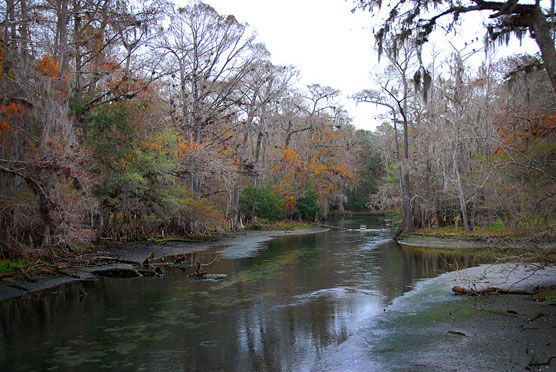 Manatee Springs 2