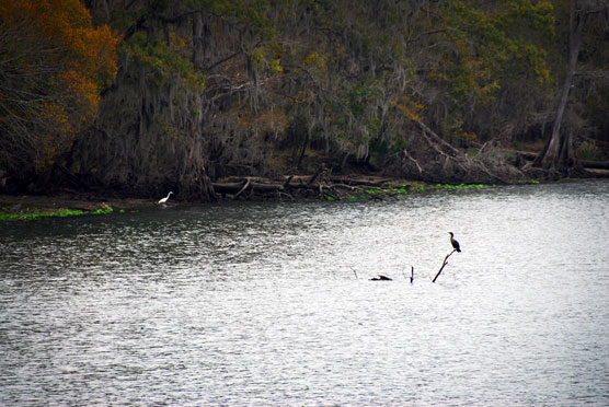 Suwannee Birds