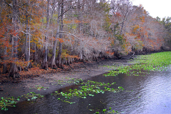 Suwannee Shoreline