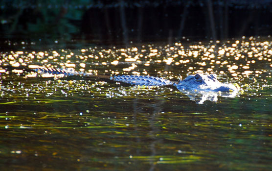 Lox Gator 1