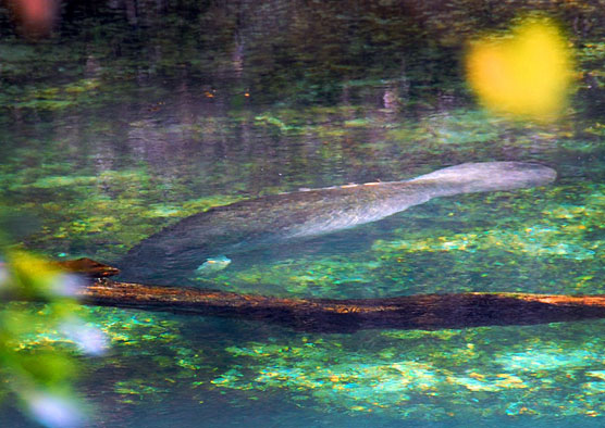 Manatee