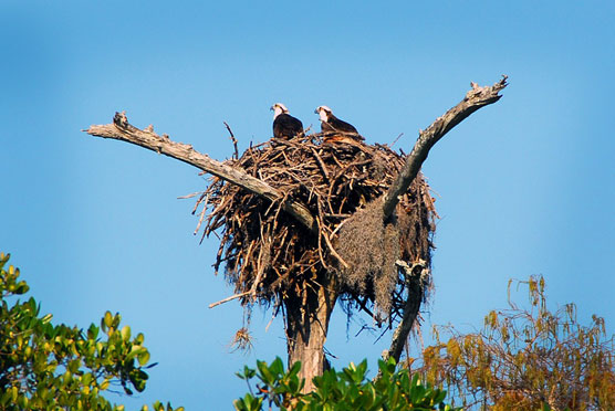 Osprey 1