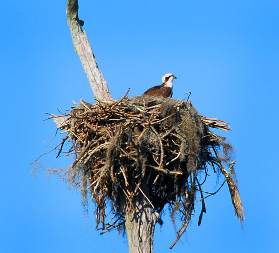 Osprey 2