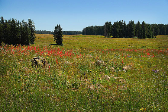 Meadow 2