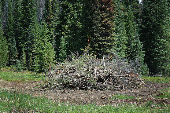 Dead Trees