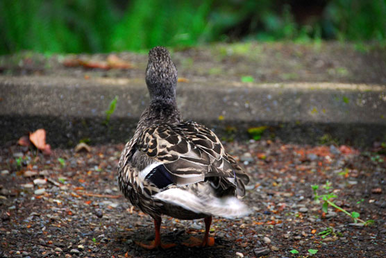 Duck_3