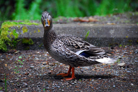 Duck_4