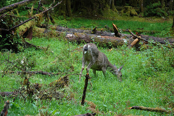 Sol_Duc_Deer_2