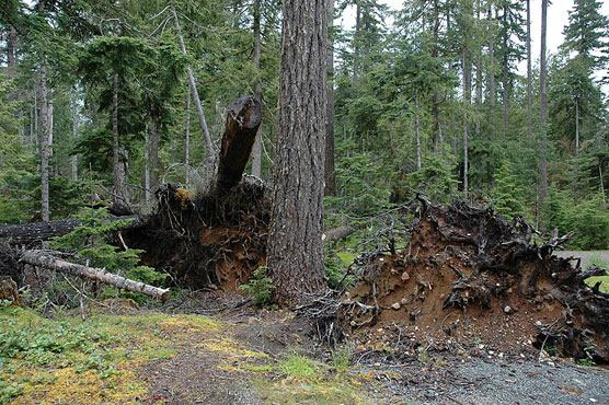 Heart-O-the-Hills-Blowdown-Trees