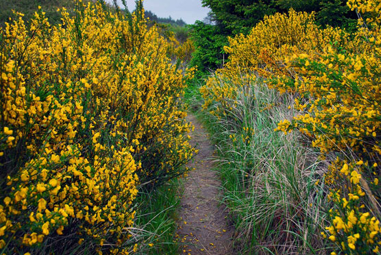 Path-to-Beach-1