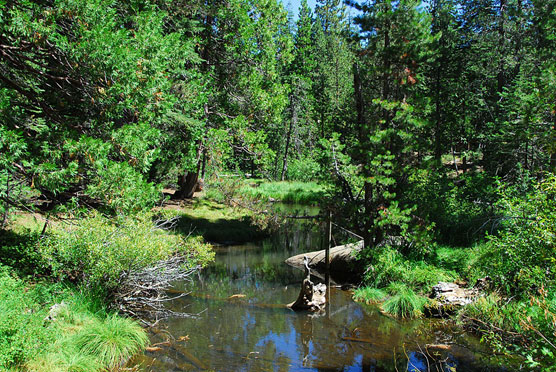 Lodgepole-Creek-View