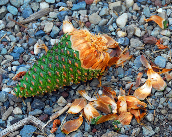 Pine-Cone-1