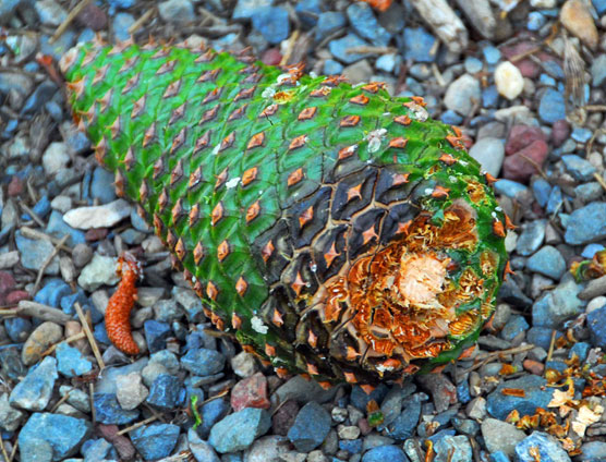 Pine-Cone-2