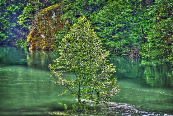 Skagit-Tree