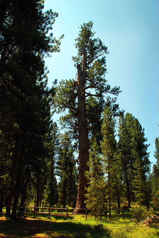 Biggest-Ponderosa-1