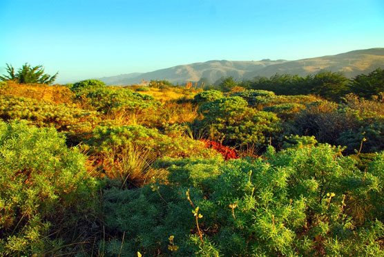 Bodega-Dunes-Landscape