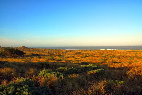 Bodega-Dunes-View