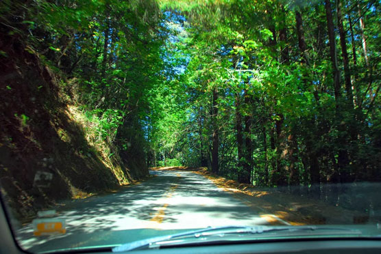 Forest-Road