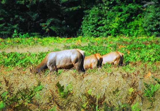 Elk-Bottoms