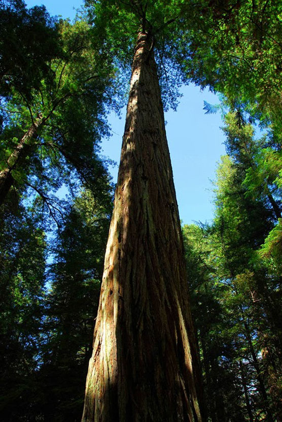 Redwood