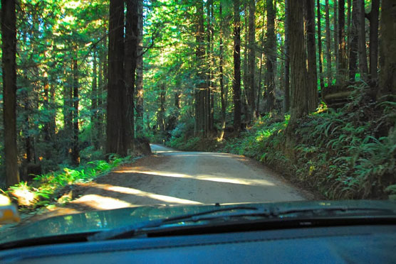 Road-to-Gold-Bluffs-Beach-2