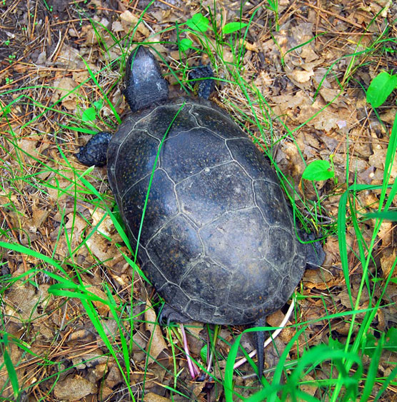 Blandings-Turtle-2