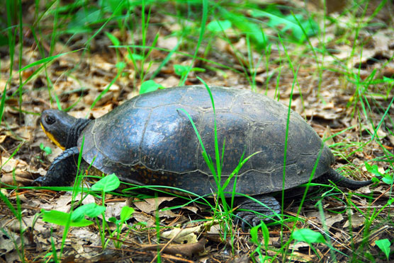 Blandings-Turtle-4