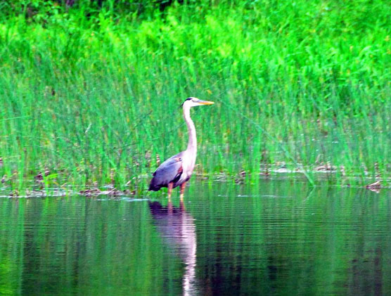 Blue-Heron