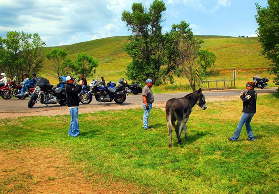 Biker-Burro