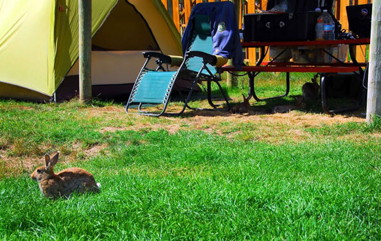 Four-Campsite-Bunnies