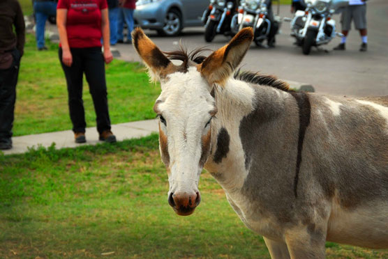 Winking-Burro