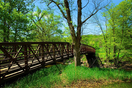 Redwood-Bridge-2