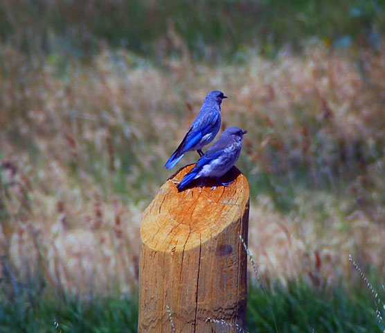 Blue-Birds