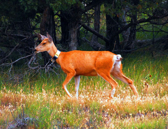 Collared-Deer