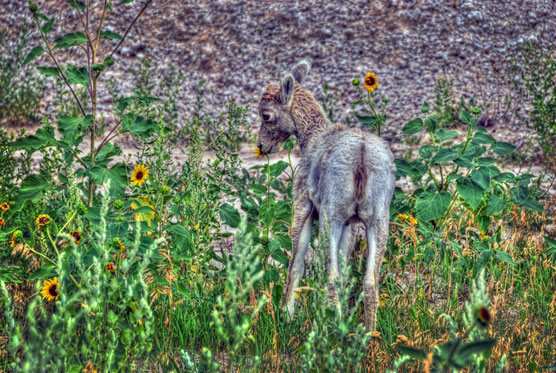 Eating-Flowers