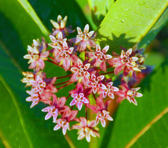 Pink-Flowers