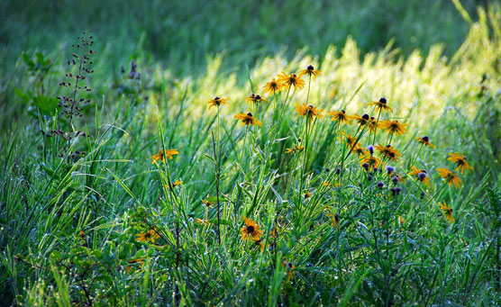 Yellow-Flowers