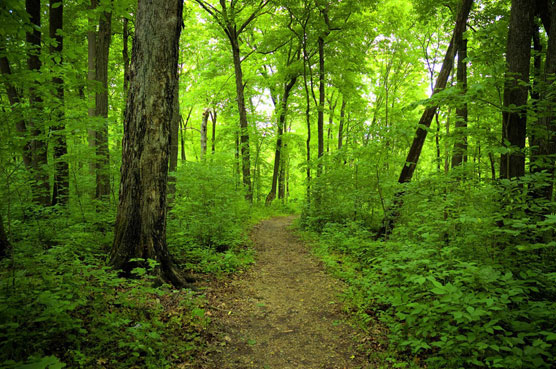 Forestville-Mystery-Cave-Trail