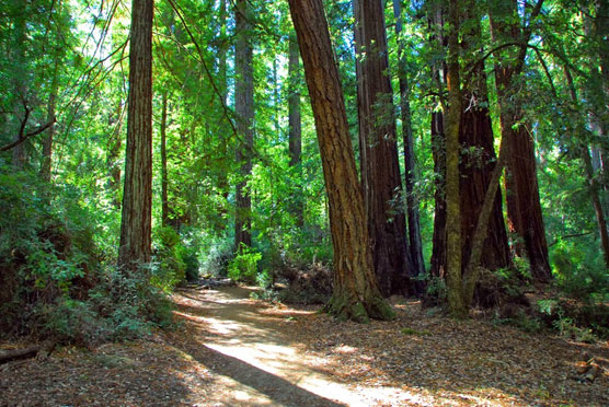 Big-Basin-Trail-2