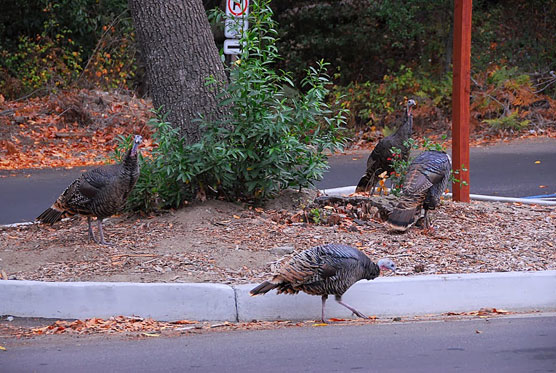 Pfeiffer-Turkeys