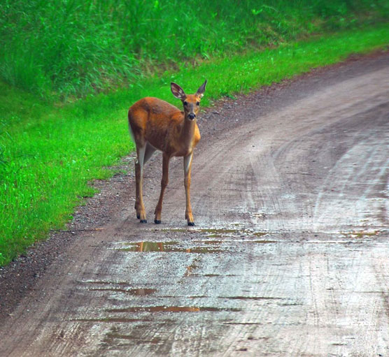 Moose-Lake-Deer