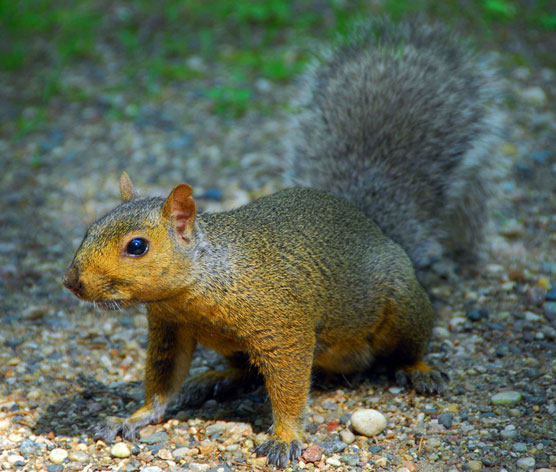 Big-Red-Squirrel-3