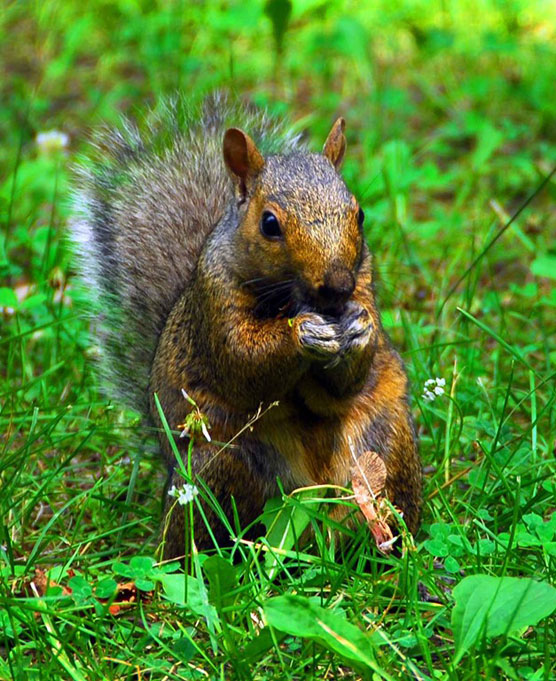 Big-Red-Squirrel