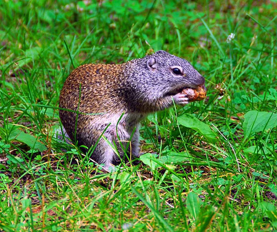 Grey-Squirrel