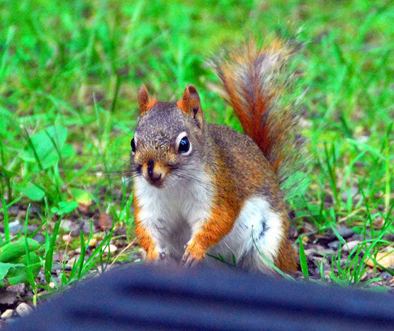 Red-Squirrel-2